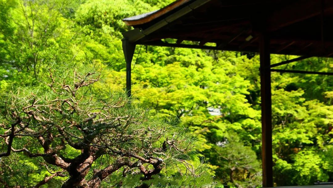 出国留学 留学机构 赴日本留学